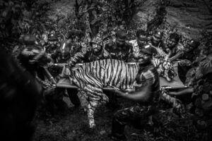 A 10 years old male tiger tranquilized and translocate from the village. Two days before it was enter into valparai village near anamalai tiger reserve.